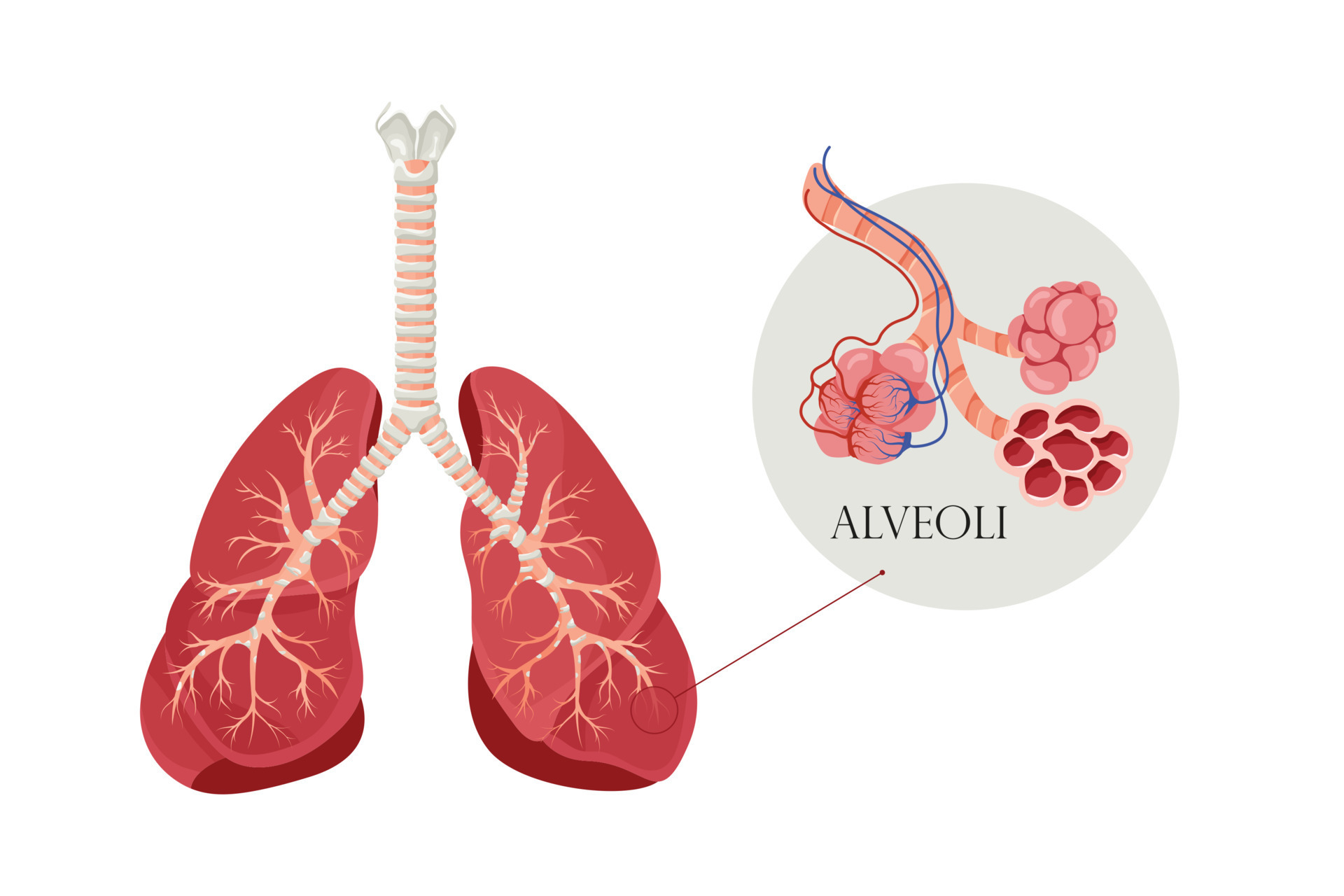 Biology Test: Alveoli and Pulmonary Gas Exchange